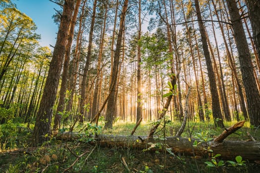 Fallen Old Pine Tree In Coniferous Forest After Strong Hurricane Wind. European Green Coniferous Forest.