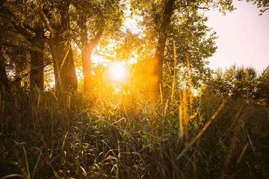 Beautiful Sunset Sunrise Sun Sunshine Through Green Grass In Sunny Summer Forest. Sunlight In Fresh Forest Grass.