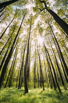 Fresh Spring Green Leaves Lush In Deciduous Forest. European Nature.