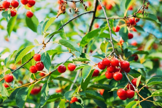 Red Ripe Berries Prunus subg. Cerasus on tree In Summer Vegetable Garden.