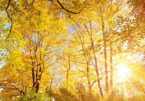 Beutiful view of the sunshine in autumnal park in the morning. Natural forest in autumn.