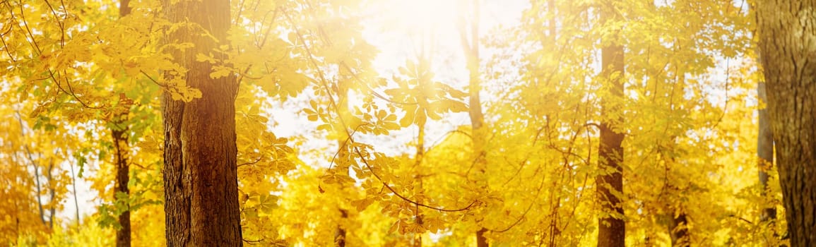 Beautiful trees in the autumnal park in sunny day. Panoramic view of the natural garden in autumn.