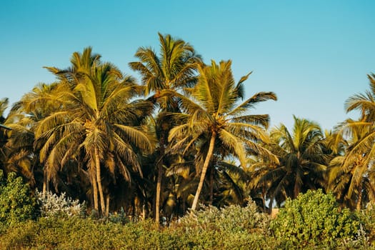 Goa, India. Coconut Trees Palms Among Other Greenery In Sunny Day.