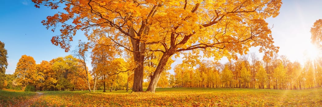 Beautiful view of the meadow with old tree on it in autumnal park in sunny day. Panoramic view of natural woods.