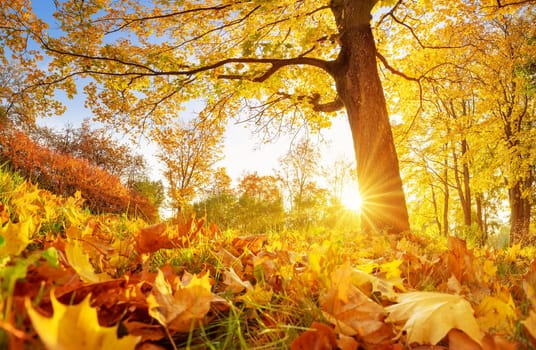 Beautiful view of the meadow with trees on it in autumnal park in the morning. Sunshine in the natural forest.