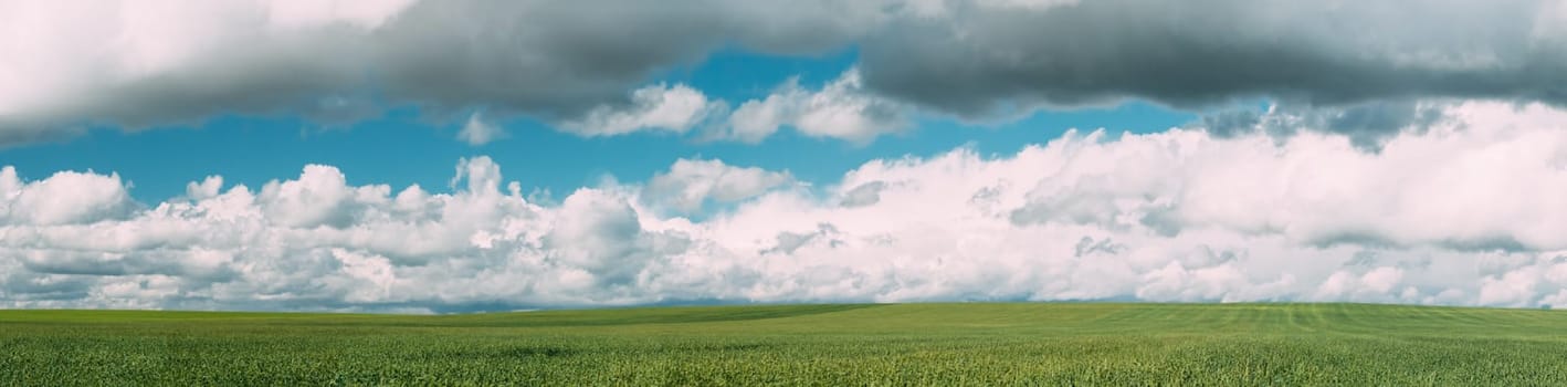 Countryside Rural Green Wheat Field Meadow Landscape In Summer Sunny Day. Scenic Sky With Clouds On Horizon. Panorama.