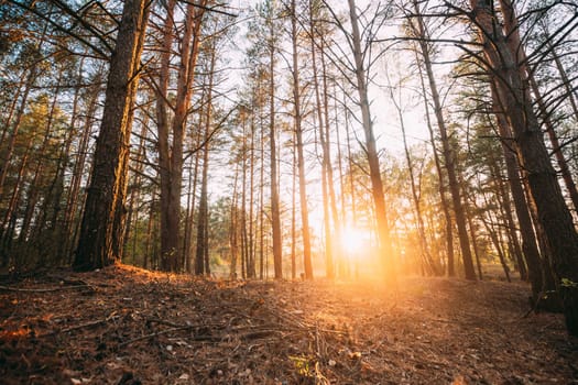 Beautiful Sunset Sunrise In Autumn Coniferous Forest. Sunlight Through Woods In Fall Forest Landscape. Ground Is Strewn With Pine Needles.
