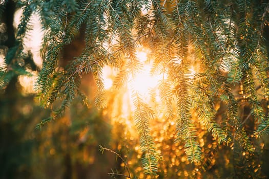 Beautiful Sunset Sunrise In Sunny Autumn Summer Pine Forest. Sunshine Through Woods. Close Up Of Pine Branches With Needles.