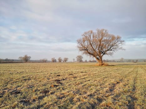lonely bare tree on field in winter
