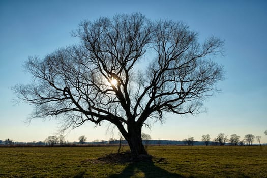 lonely bare tree on field in winter