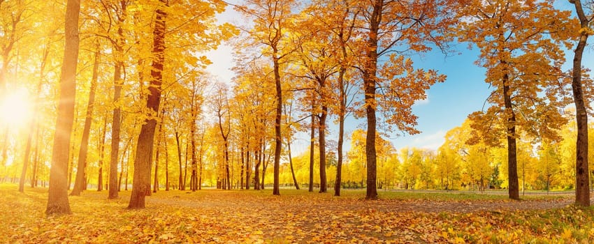 Panoramic view of the trees in autumnal park. Beautiful colourful forest in autumn.