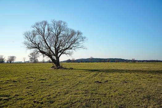 lonely bare tree on field in winter