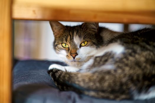 Domestic Cat, European Shorthair