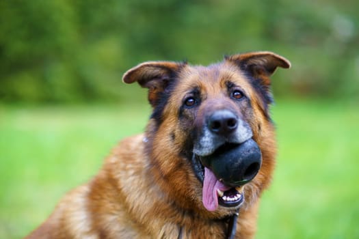 German shepherd with toy in muzzle