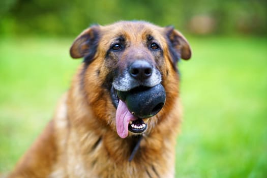 German shepherd with toy in muzzle