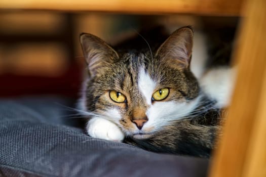 Domestic Cat, European Shorthair