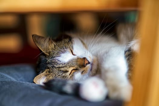 Domestic Cat, European Shorthair