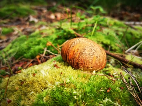 Stinking puffball (Lycoperdon foetidum)