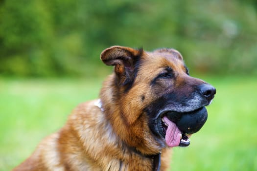 German shepherd with toy in muzzle