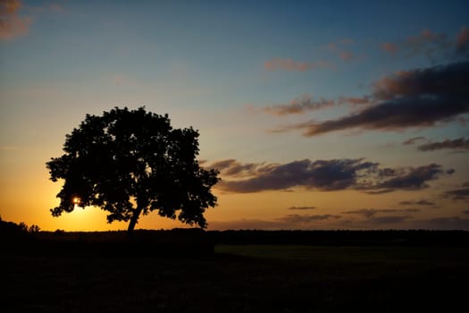 Oak tree in sunset, Fischland-Darß, Mecklenburg-West Pomerania, Germany