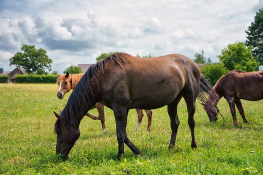 Horses grazing in the pasture
