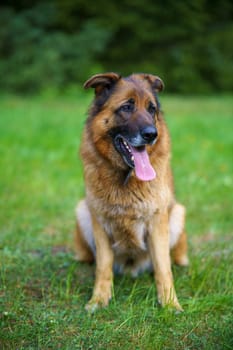 German shepherd with toy in muzzle
