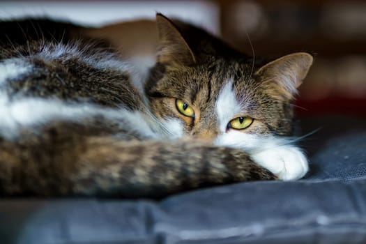 Domestic Cat, European Shorthair