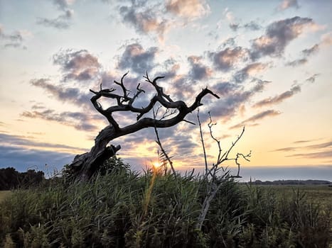 dead tree in sunrise, Fischland-Darss peninsula