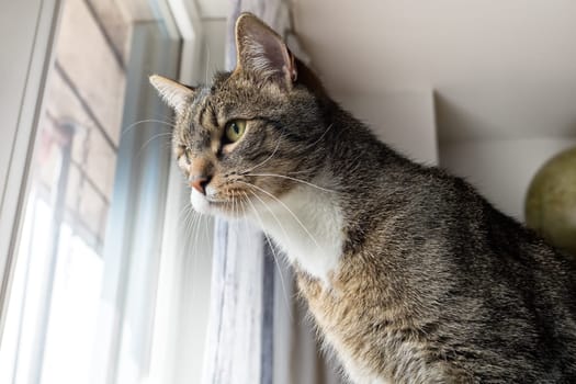 young tabby cat relaxing, european shorthair cat