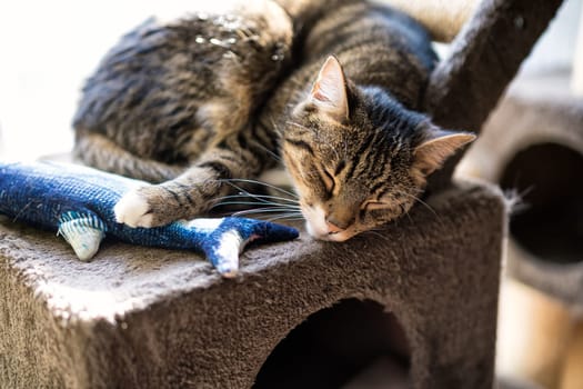 young tabby cat relaxing, european shorthair cat