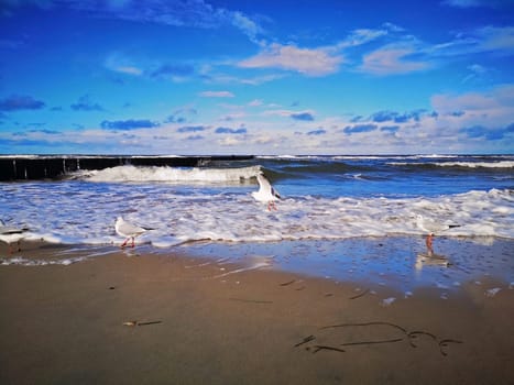 Baltic Sea coast near Kuehlungsborn, Mecklenburg-West Pomerania