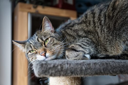 young tabby cat relaxing, european shorthair cat