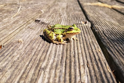 Pond Frog (Pelophylax kl. esculentus, Pelophylax "esculentus"" or Rana ""esculenta"")"