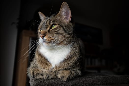 young tabby cat relaxing, european shorthair cat