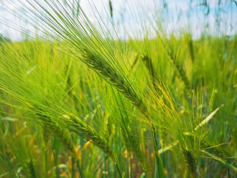 Barley field in the state of Brandenburg, Germany