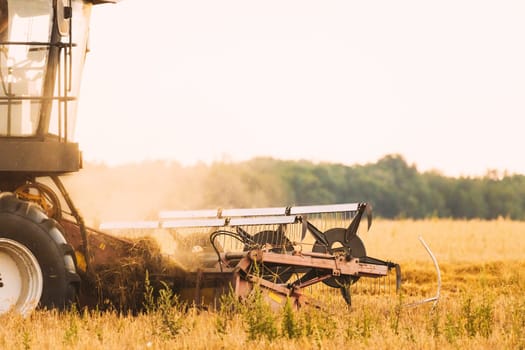 Combine Harvester Working In Field. Harvesting Of Wheat In Summer Season. Agricultural Machines Collecting Wheat Seeds.