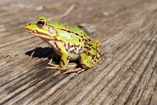 Pond Frog (Pelophylax kl. esculentus, Pelophylax "esculentus"" or Rana ""esculenta"")"