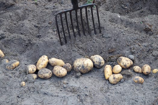 Potatoes being harvested. Fresh organic potatoes are lifted out of the ground with a pitchfork and stored. Farmer in the garden. Harvesting potatoes from soil.