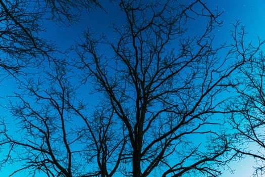 Night Sky Stars Above Oak Trees Branches In Early Spring. Natural Starry Sky Above Woods. Night Sky.