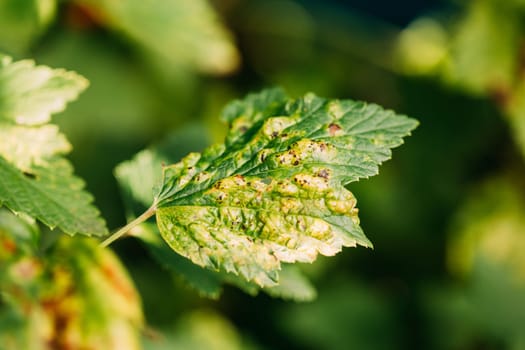 Traces Of Defeat By Leaf Gall Midges On Red Currant Leaves In Summer Sunny Day. Plant Disease.