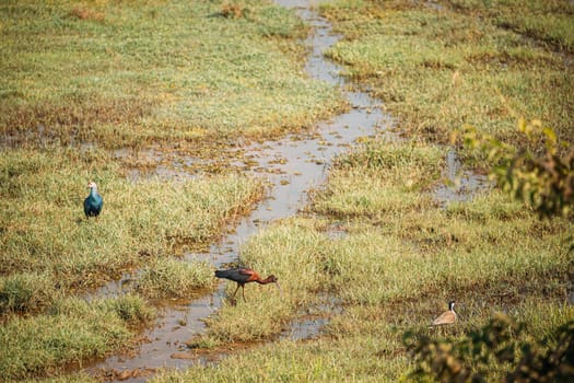 Goa, India. Grey-headed Swamphen, Glossy Ibis And Red-wattled Lapwing In Morning Looking For Food In Swamp. Plegadis Falcinellus Is A Wading Bird In The Ibis Family Threskiornithidae.