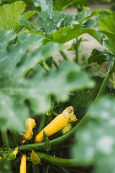 Young Yellow Zucchini Or Courgette In Summer Garden.