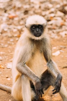 Goa, India. Gray Langur Monkey Sitting On Ground. Monkey With Closed Eyes Relax Sitting.