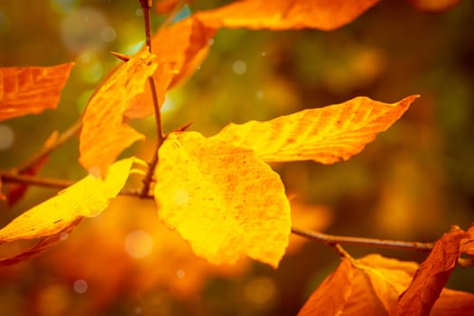 Colorful dotted autumn leaves