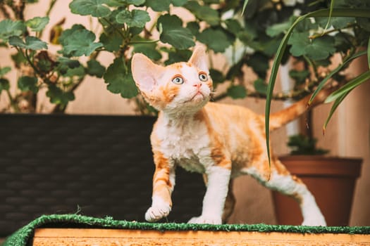 Funny Curious Young Red Ginger Devon Rex Kitten Staying Near Flower Pot. Short-haired Cat Of English Breed.