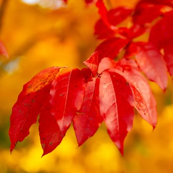 Colorful dotted autumn leaves
