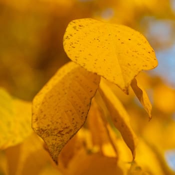 Colorful dotted autumn leaves