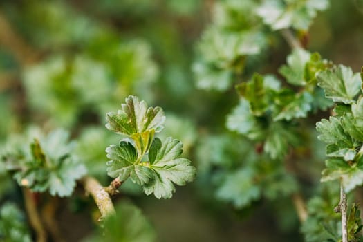 Young Spring Green Leaf Leaves Of Gooseberry, Ribes Uva-crispa Growing In Branch Of Forest Bush Plant Tree. Young Leaf On Boke Bokeh Natural Blur.  Ribes Grossularia.