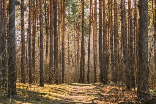 Forest Road Path Walkway Lane Through Spring Coniferous Forest In Sunny Day.