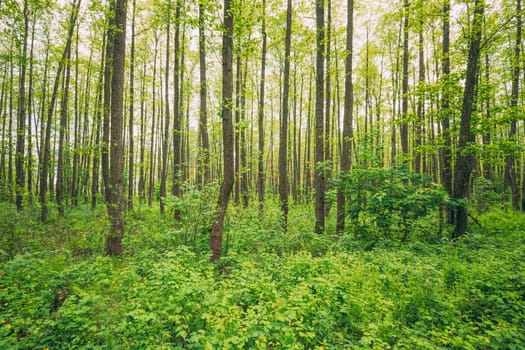Fresh Spring Green Leaves Lush In Deciduous Forest. European Nature.